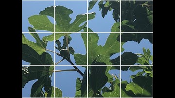 Negative Space Branches: Select, Edit & Grid Photo