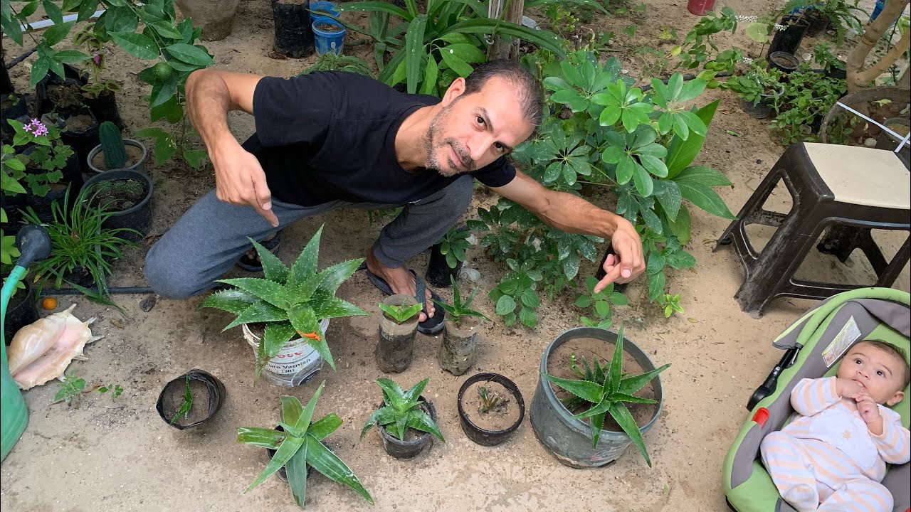 كيف تجعل نبتة الالوفيرا تنمو بسرعة رهيبة وتزدهر وتعطيك عشرات الشتلات في وقت قصير ! أسرار العناية !