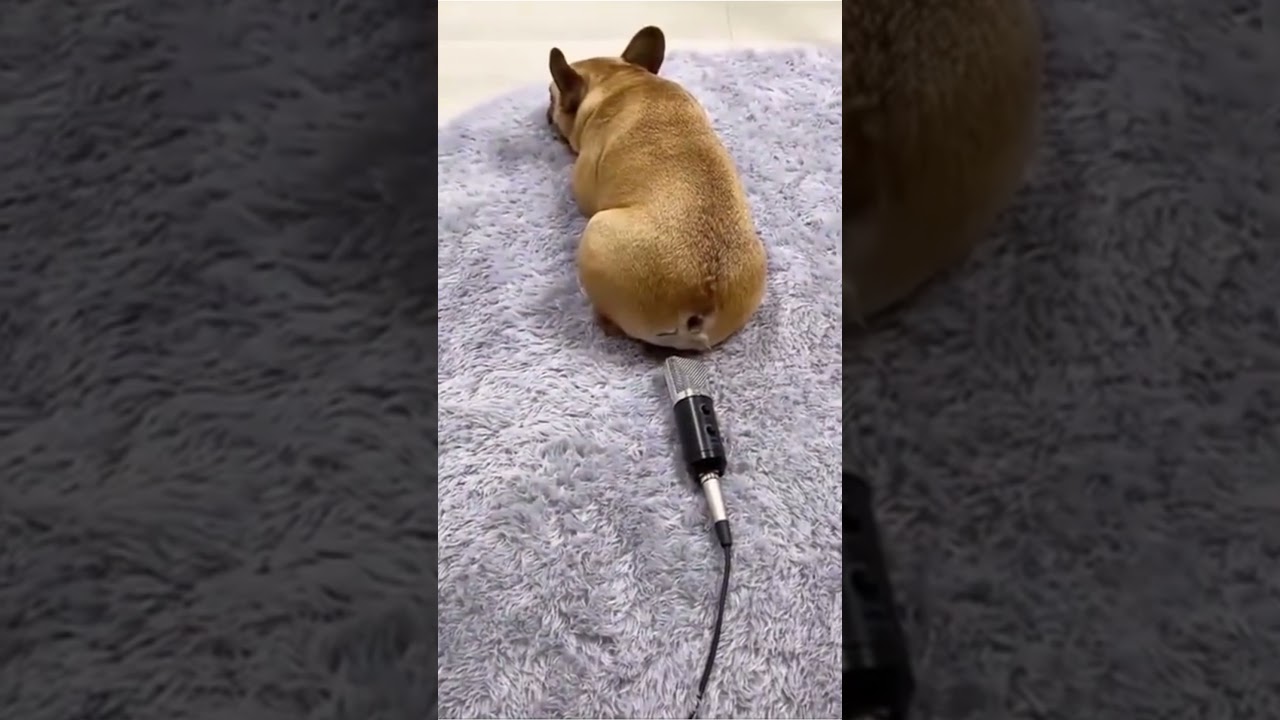 Opss!🤣 Dog Funny Video🐶 Dog Farting Into The Microphone😱🔊🤣 shorts 