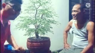 Download lagu Media yg bagus untuk bonsai asam jawa