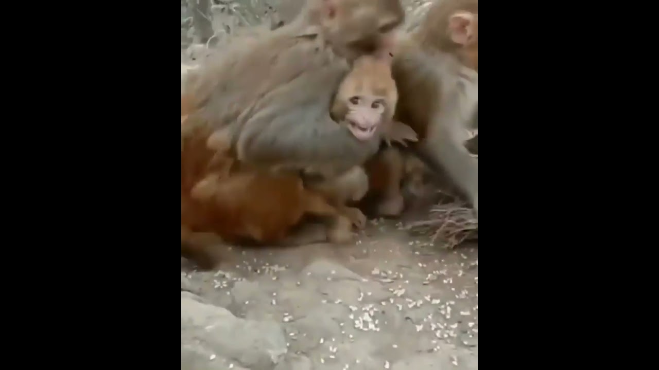 MONKEY VS MONKEY FIGHT WATCH MUST | MONKEY VINES |  