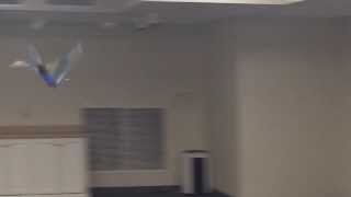 Avitron 2.0 in flight