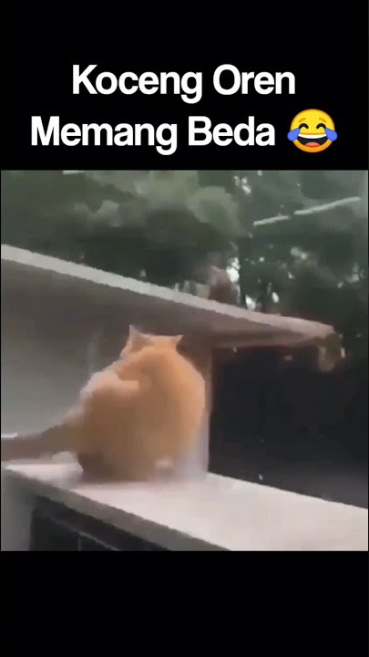 KOCENG OREN MEMANG BEDA | FUNNY CAT SHORT VIDEOS #SHORTS