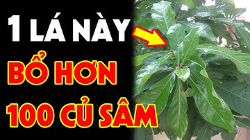 Lấy 1 Nắm Lá Này Phơi Khô Nấu Nước Uống Có Ngay THẦN DƯỢC BỔ HƠN NHÂN SÂM, Cực Tốt Cho Sức Khỏe