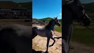 Here is a little work behind the horse training