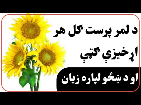 د لمر پرست ګل هر اړخیزې ګټې