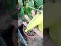 5th harvest pare bada decision… 🌶️#LankaGachha #ChilliPlant #HomeGarden#TerraceGarden #OrganicGarden