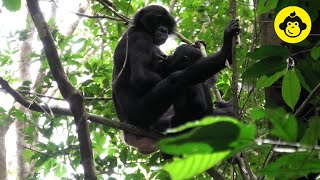 Breast-feeding among wild bonobos!【Observations of Bonobos #167】