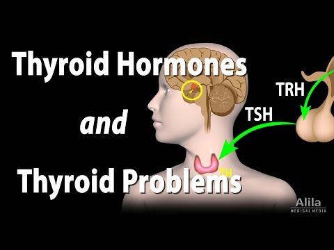 Thyroid Gland, Hormones and Thyroid Problems, Animation