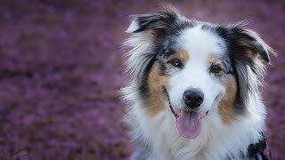 What is the Ideal Weight for an Australian Shepherd?