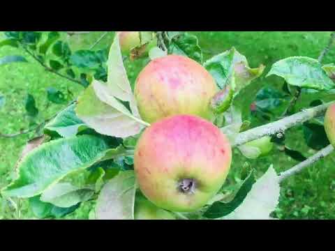 वीडियो: कैसे एक किस्म का चयन करें और एक नाशपाती पेड़ उगाएं जो स्वादिष्ट और स्वस्थ फल देता है (भाग 1)