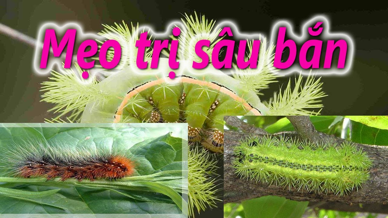 Cách trị ngứa khi bị sâu nái bắn, bọ nẹt, sâu lông, sâu róm với mẹo dân ...