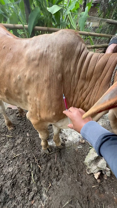 lato lato pada sapi/lembu #cow #shorts
