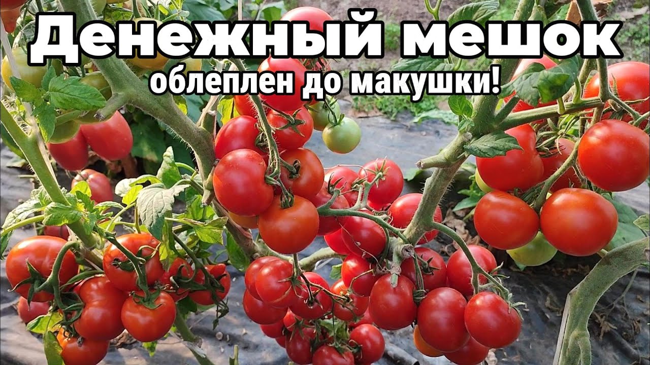 Денежный мешок