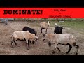Billy Goat Vs Ram Fight