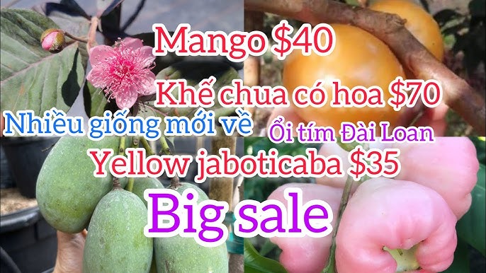 3. Kỹ Thuật Trồng Và Chăm Sóc Xoài Chua