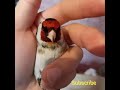تغريد الحسون الغربي Goldfinch Sining Chant Chardonneret