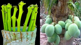 6 Multiple Grafting On One Mango Tree With - 100%Success || How To Grow Mango Tree From Cutting