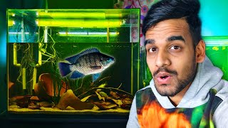 How I Built an Aquarium for Wild Caught Fish? by AQUATIC MEDIA 40,279 views 4 months ago 12 minutes, 11 seconds