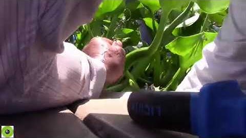 Chạm trán cá tra khủng trên sông Giồng Riềng