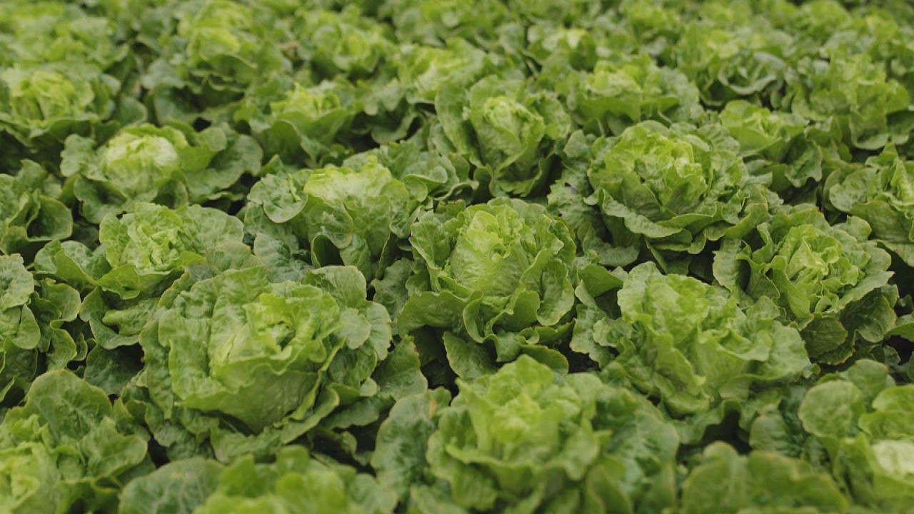 Cyclospora Outbreak Is Spreading, Causing 2 Deaths In Michigan