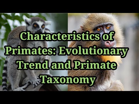 Primates Biological Anthropology UPSC Characteristics & Evolutionary Trend Primate Taxonomy YouTube thumbnail