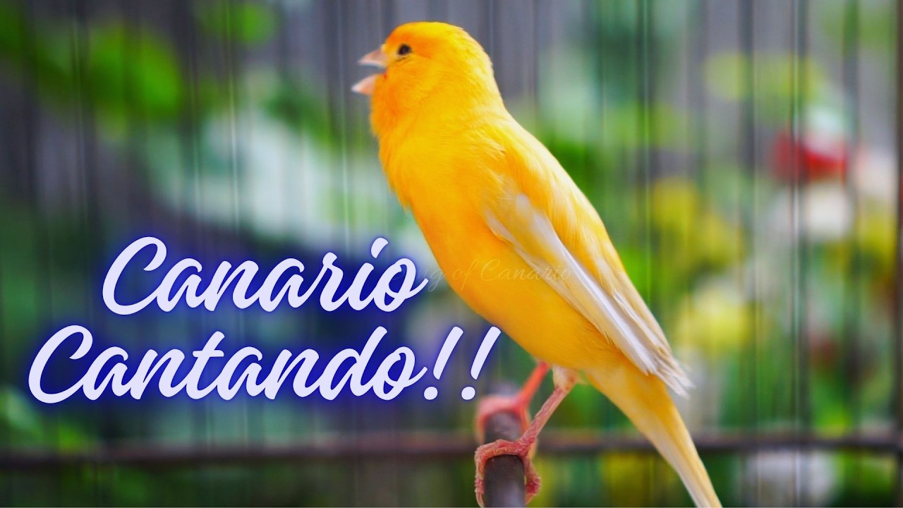 Canto do Canário Belga para Esquentar: Em 02 Minutos seu Canário vai Abrir o Bico!