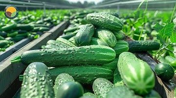 Hoe komkommers worden geoogst en verwerkt tot augurken - Mega Pickle Factory | Landbouwdocumentaire
