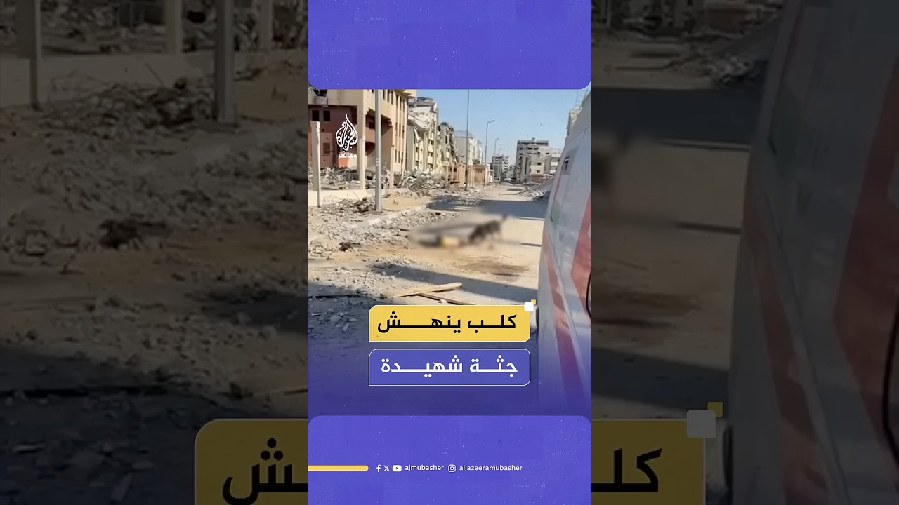 كلاب تنهش جثة امرأة مسنة في قطاع غزة بعد استشهادها على يد قوات الاحتلال خلال محاولة هروبها من منزلها
