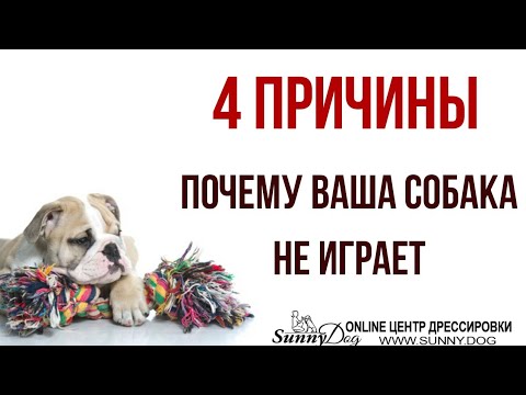 4 основные причины, почему ваша собака не играет на улице. Учим собаку играть с игрушками