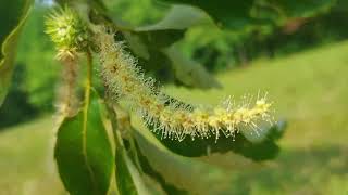 Chestnut Trees Identification of Male and Female Flowers