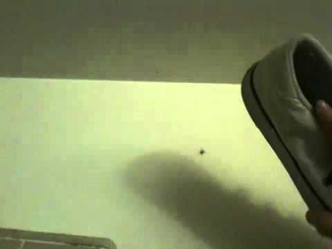 How to Kill a Spider