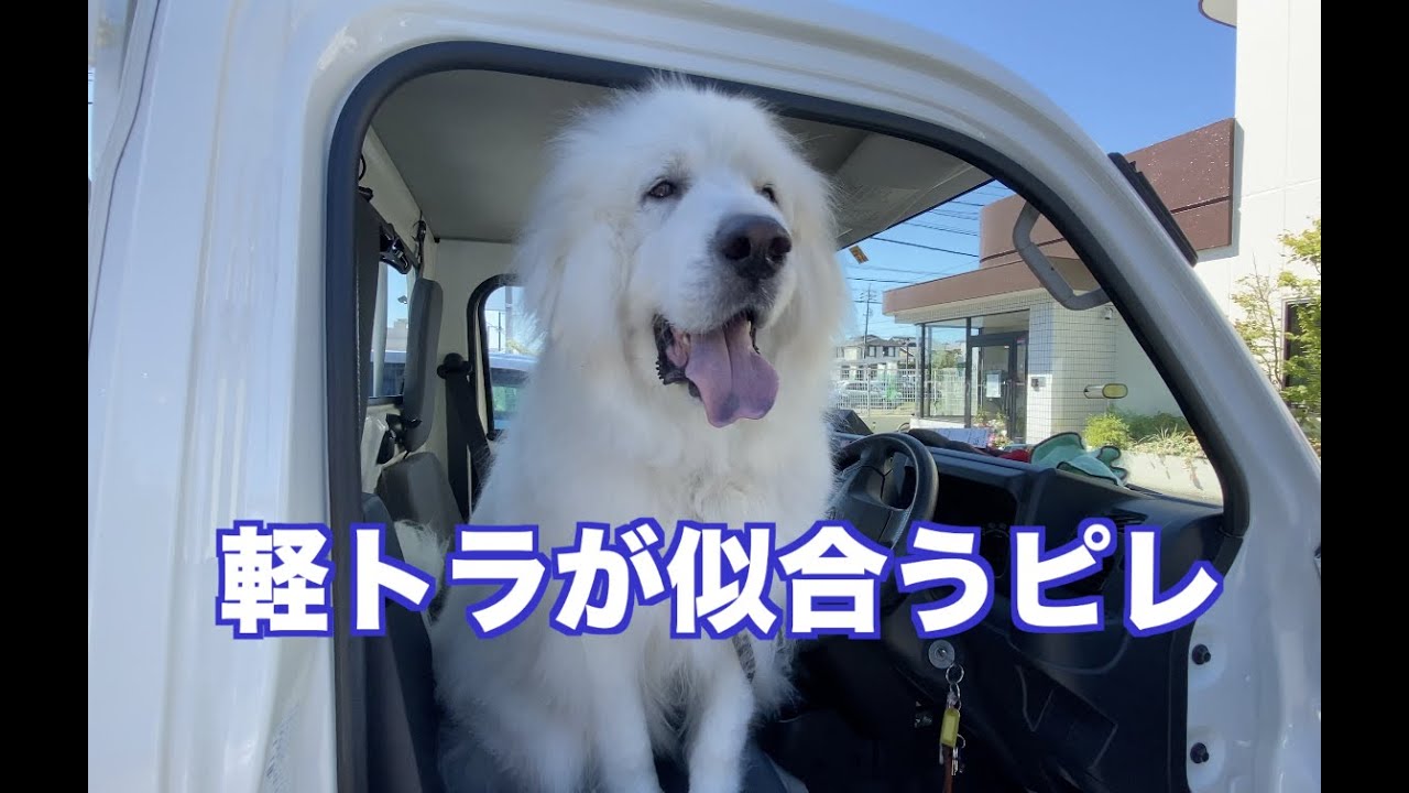 病院通いのアル　その後・・・　グレートピレニーズ