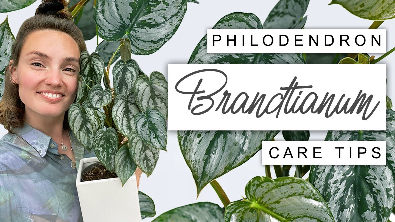Philodendron Brandtianum Care Tips  BEST Tips For Silver Leaf Philodendron