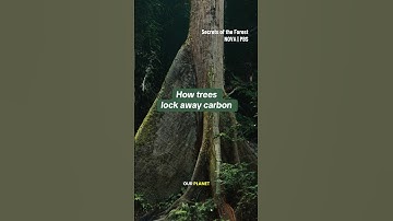 How trees lock away carbon #shorts #photosynthesis #trees #earthmonth