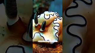 Diving into the Wonders of Sea Slugs 🌈🦐🌊🐚  #animal #youtube #viral #shorts #short  #video #world