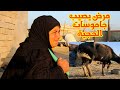 مرض يصيب جاموسات الحجية فاطمة A Disease That Affects The Buffaloes Of Hajjah Fatima 