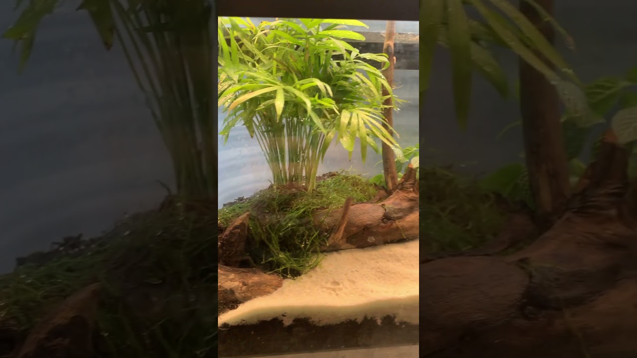 New beach terrarium 