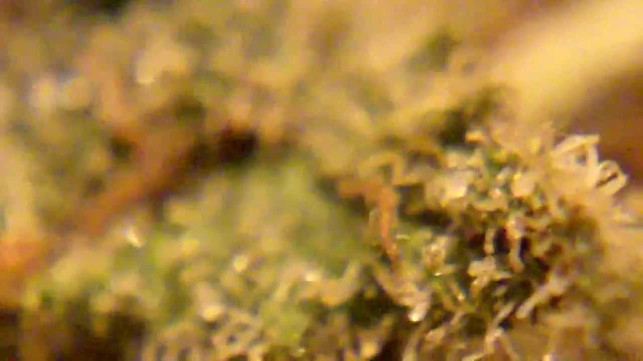 Ep 335 HD Big Buddha Seeds -  G-Bomb Strain Review Prt 2 720p medical cannabis