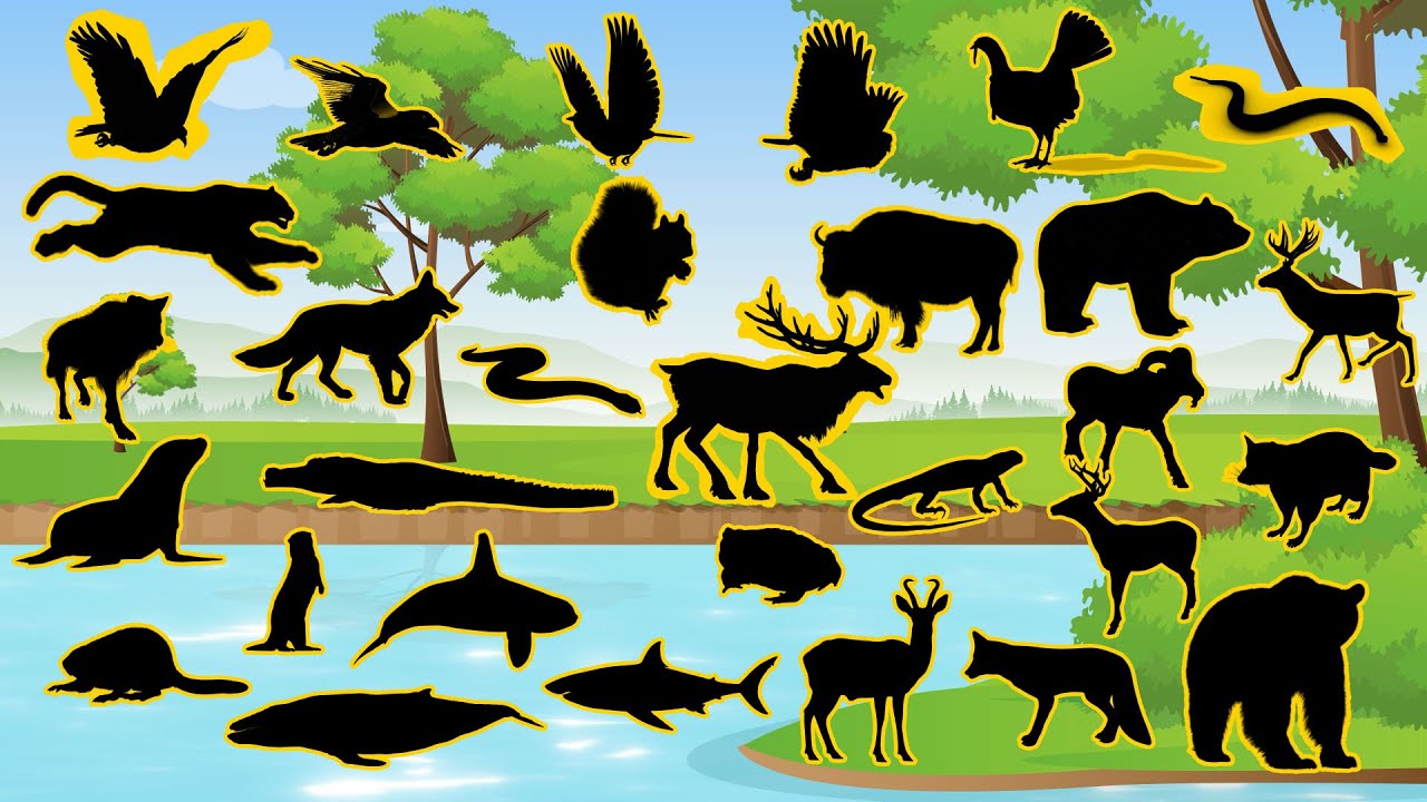 Sombras dos Animais dos EUA | Você Consegue Descobrir? 😄