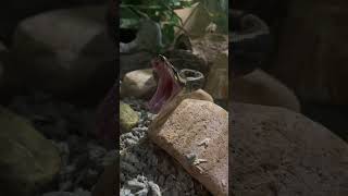 Python yawn 🥱