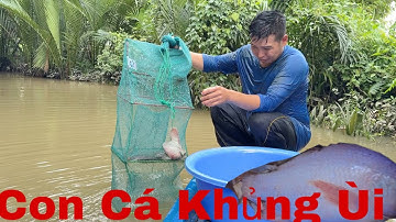 Thăm Lú Mùa Nước Ngập Trúng Được Con Cá Điêu Hồng Mập Ú l tập 129