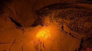Leatherback Turtles Nesting On Gabon's Beaches:   An Extraordinary Experience.