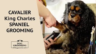 Cavalier King Charles Spaniel Grooming - Short Summer Cut - K9 Dog Groomers UK