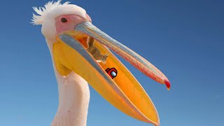 Top 5 Pelicans
