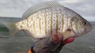 This video is about central coast fly fishing 2015 on the monterey bay
beaches in california. a short recap some of great times i have been
fortunate ...