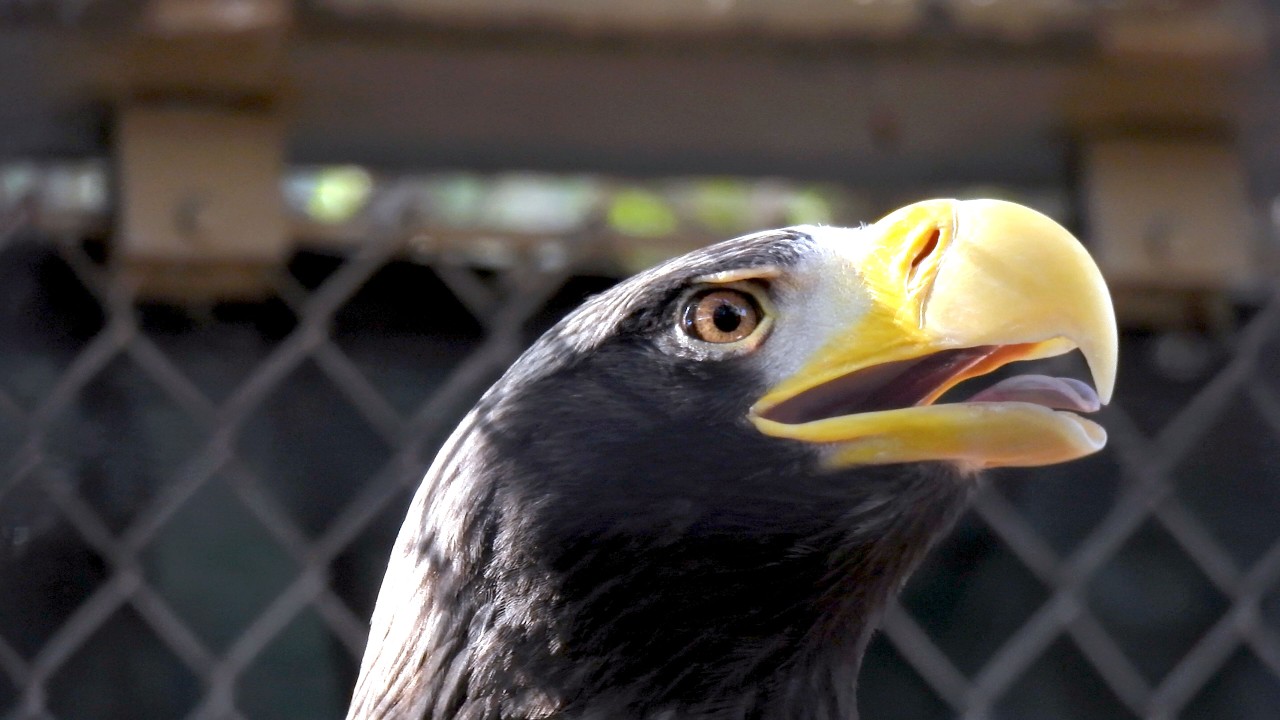 Birds at Los Angeles Zoo