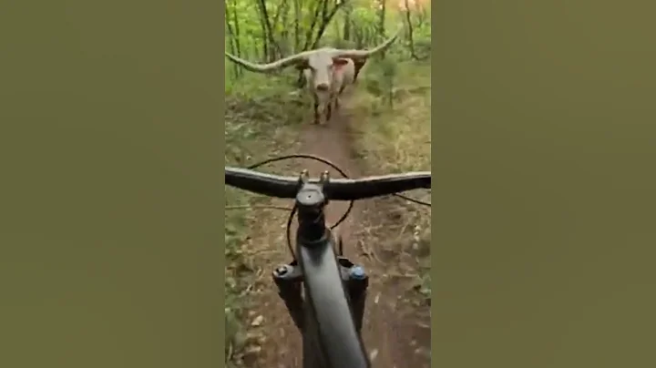 Near Miss Head On MTB Collision with a Long Horn Cow⚠️🐄