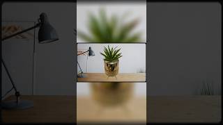 Download Lagu plant for home decco #homedecor #plant #bunga #orkid #viral #trending #newdesign #original MP3