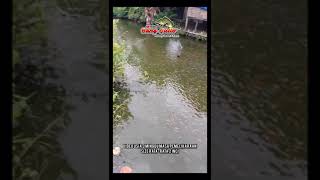 Proses Pembesaran Ikan Nila Merah Larasati dari 1 cm - Video Minggu Ke 4 Masa Pemeliharaan shorts